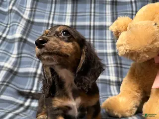 Miniature Dachshund dogs Belle - Dachshund Puppy Piebald Black & Tan Long Haired Female - Ad 32