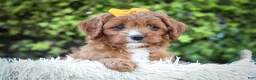Cavapoo dogs for sale: MAXY - Ad 14