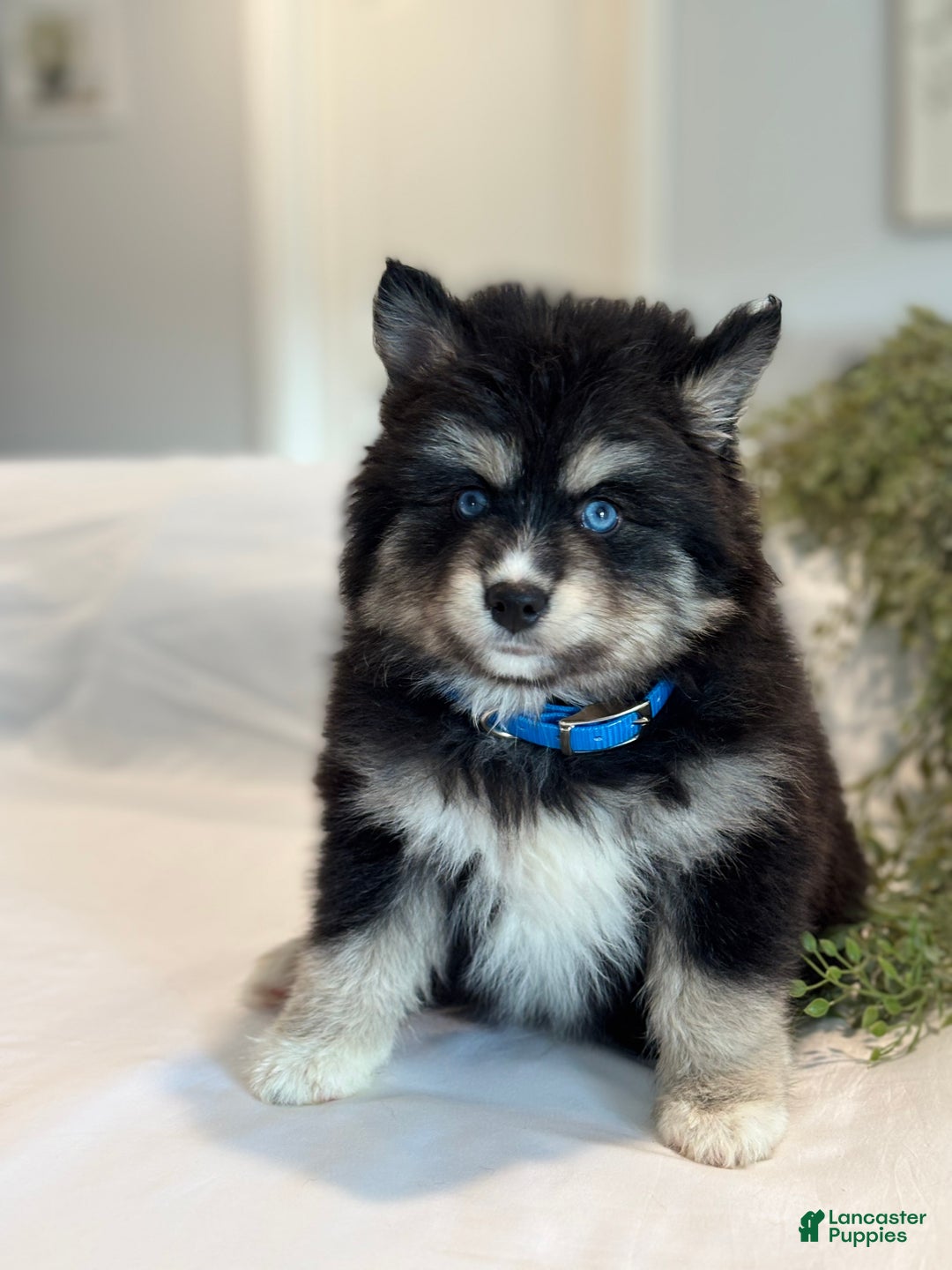 Pomsky dogs for sale: Flicker  Pomsky Puppy 2 - Ad 10