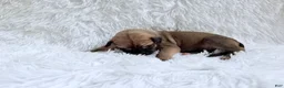 Great Dane dogs for sale: Hazelnut - Ad 4