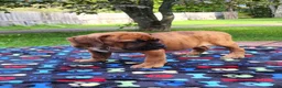 Mixed Breed dogs for sale: Zara - Ad 3