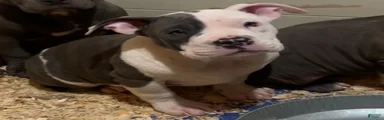 American Bully Puppy 2