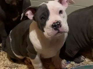 American Bully dogs American Bully Puppy 2 - Ad 4