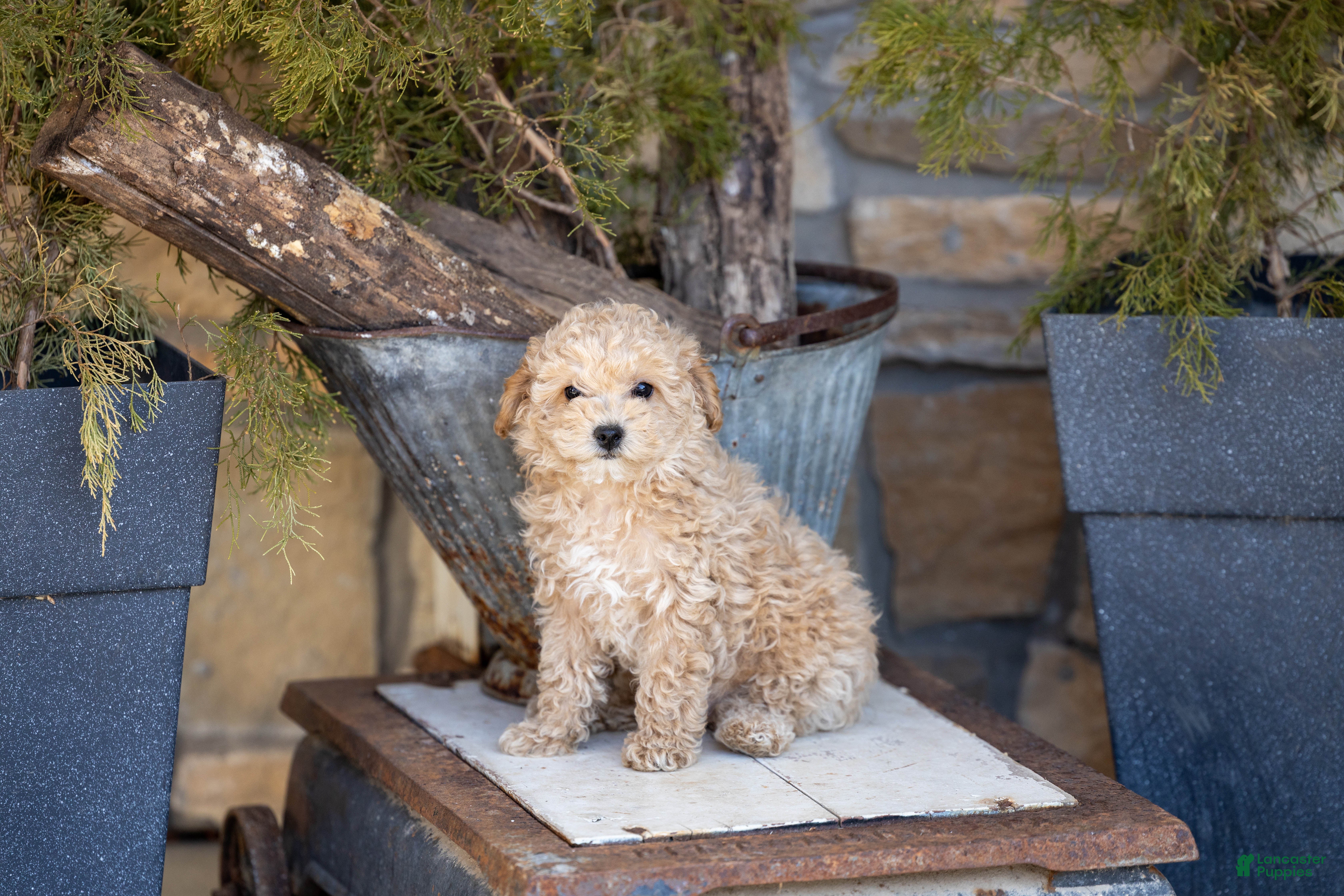 Miniature Poodle dogs AKC Beau - Ad 1