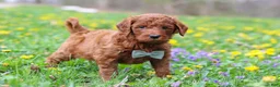 Goldendoodle dogs for sale: Benson F1b - Ad 6