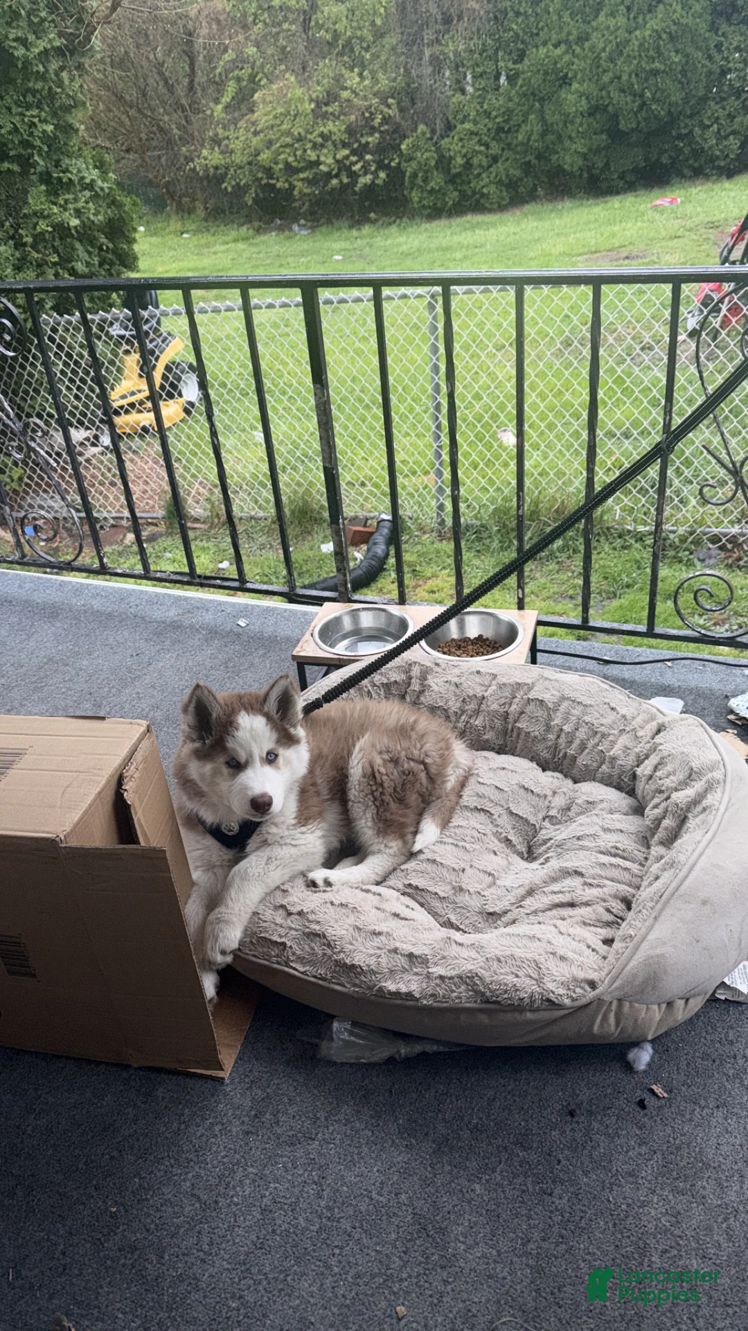 Siberian Husky dogs for sale: Siberian Husky Puppy 1 - Ad 2
