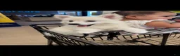 American Eskimo dogs for sale: American Eskimo girl - Ad 1
