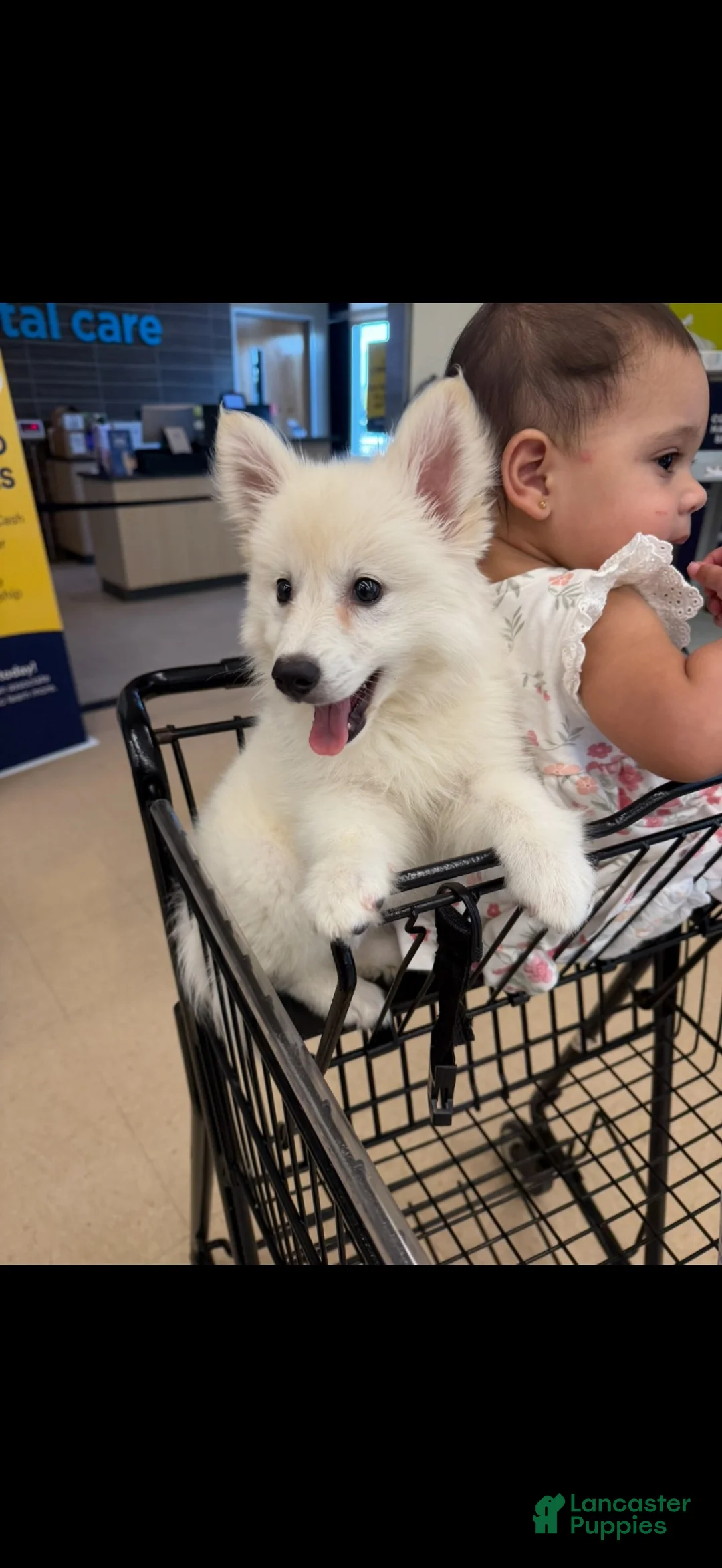 American Eskimo dogs for sale: American Eskimo girl - Ad 1