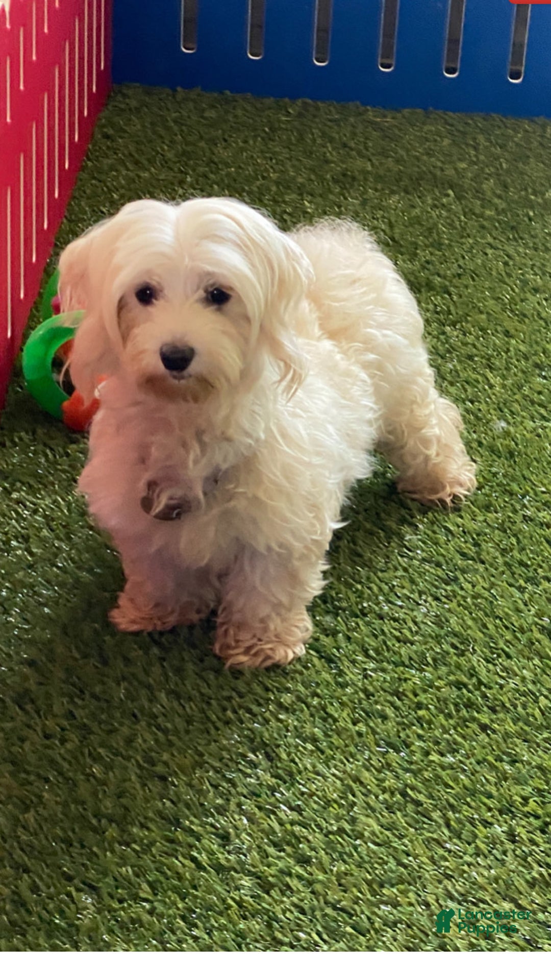 Maltipoo dogs for sale: Ozzy - Ad 5