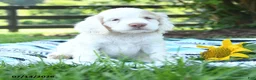 English Cocker Spaniel dogs for sale: Nibbles - Ad 3