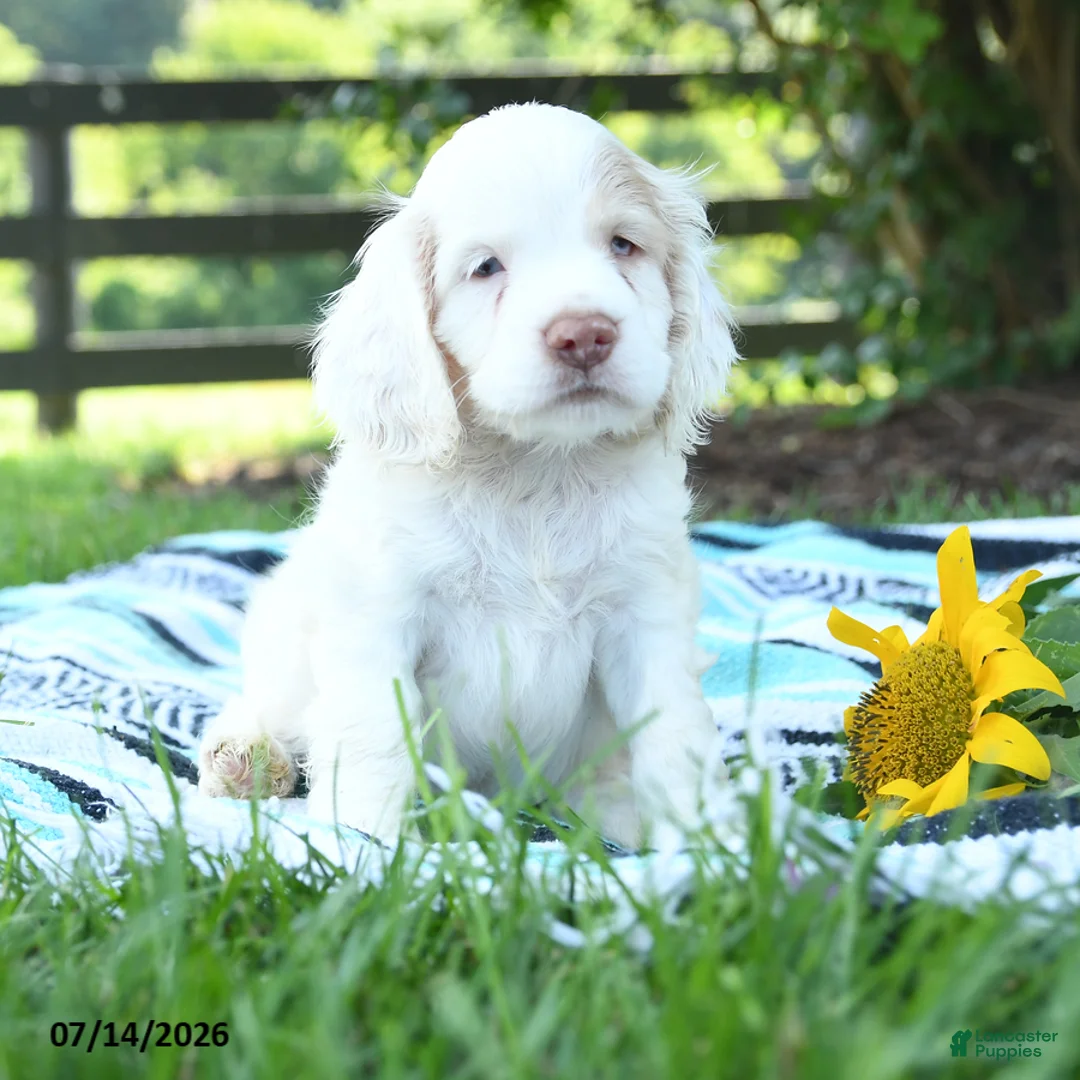 English Cocker Spaniel dogs for sale: Nibbles - Ad 3