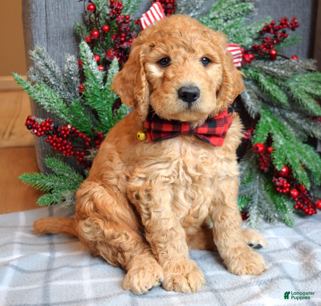 Goldendoodle dogs for sale: Parker  - Ad 8