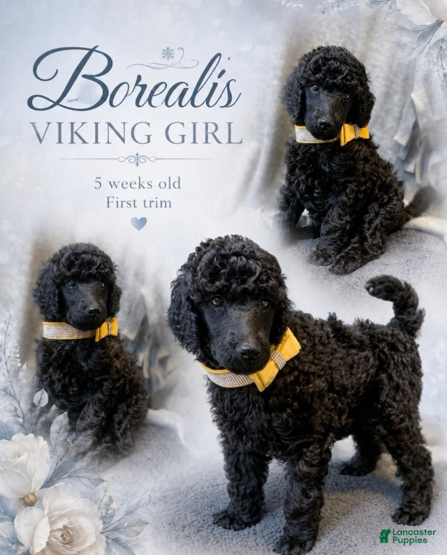 Standard Poodle dogs Yello Viking Girl - Ad 19