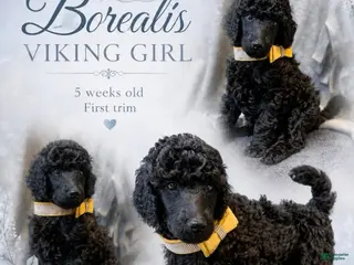 Standard Poodle dogs Yello Viking Girl - Ad 19