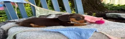 Miniature Dachshund dogs for sale: Tinkerbelle - Ad 12