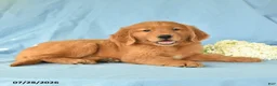 Golden Retriever dogs for sale: Macy - Ad 3