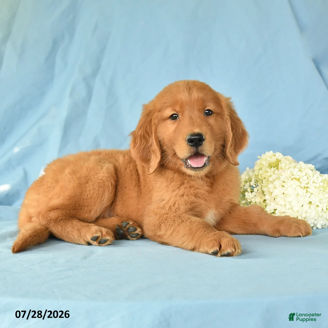 Golden Retriever dogs for sale: Macy - Ad 3
