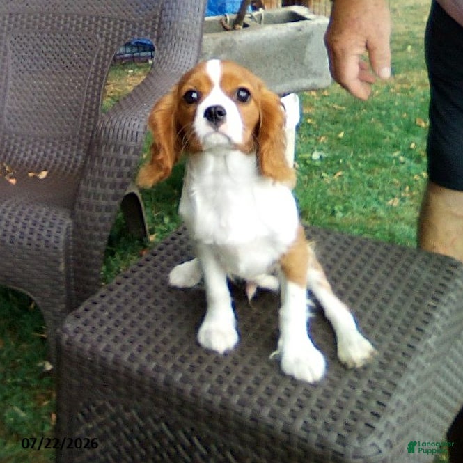 Cavalier King Charles Spaniel dogs Sammy - Ad 1