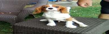 Sammy