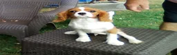 Cavalier King Charles Spaniel dogs for sale: Sammy - Ad 1
