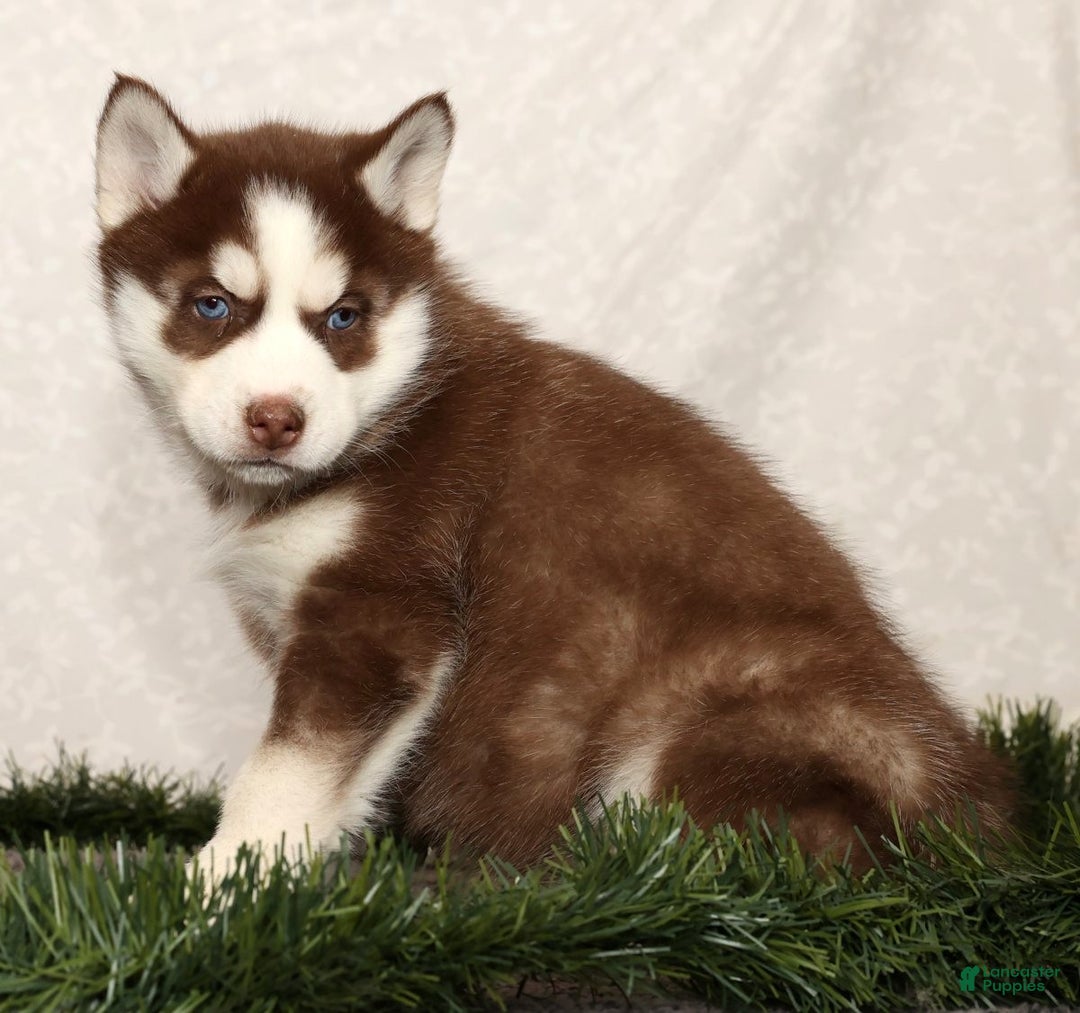 Siberian Husky dogs for sale: Macy - Ad 2