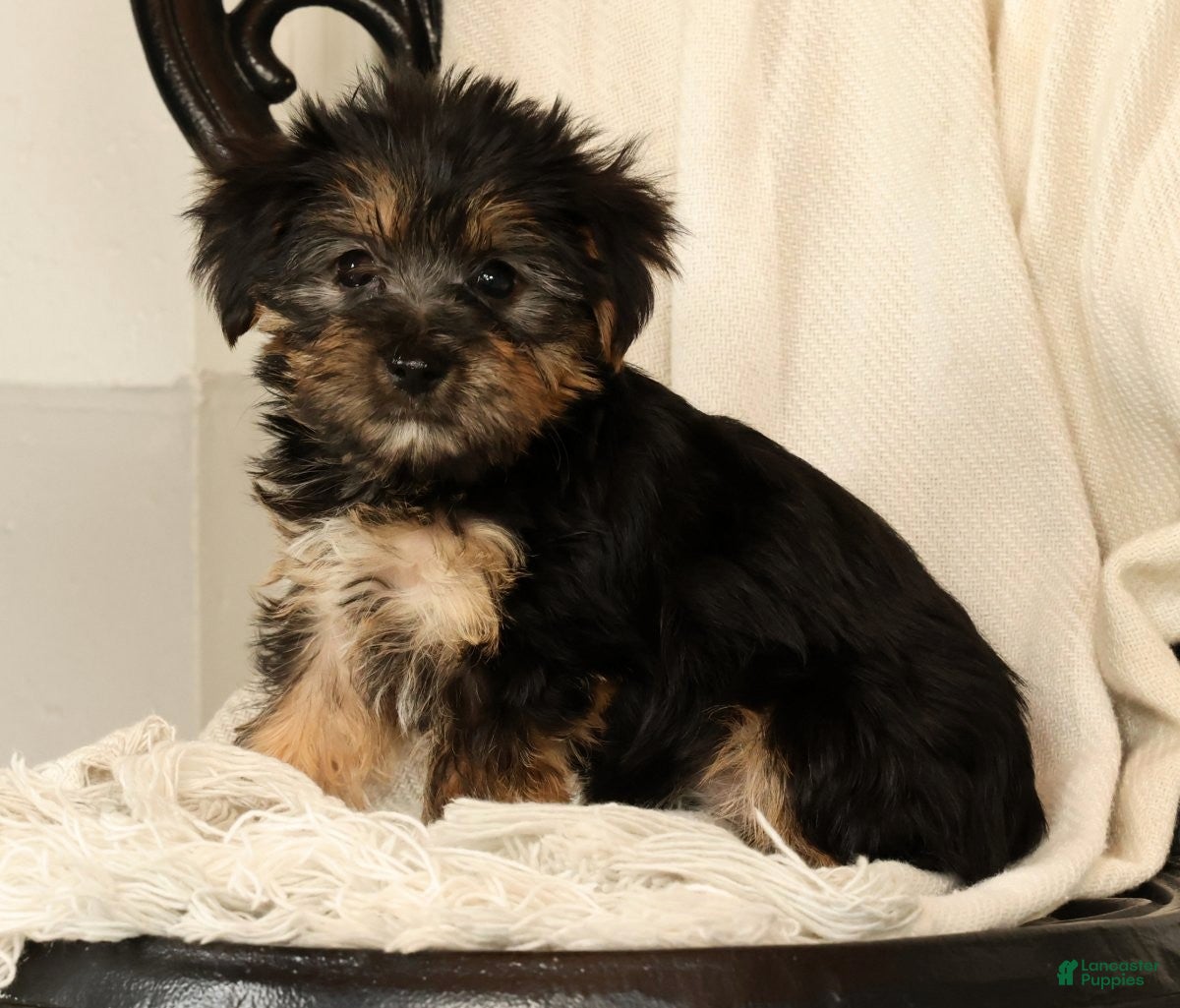 Yochon dogs Kennedi - Ad 1