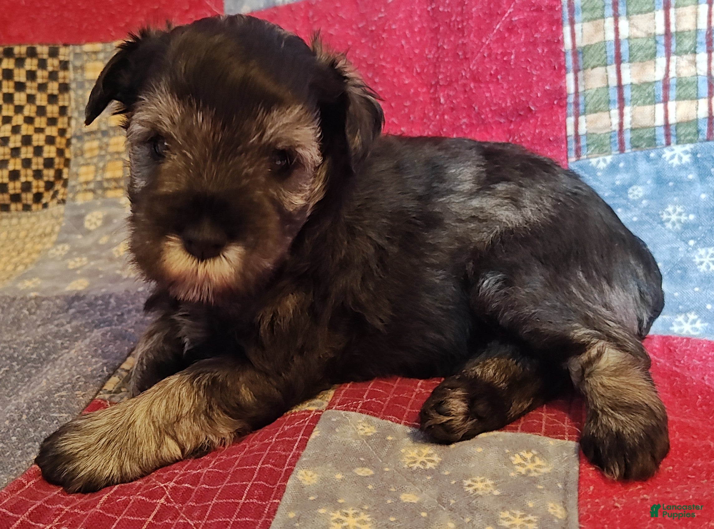 Miniature Schnauzer dogs Girl 3 - Ad 4