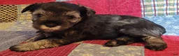 Miniature Schnauzer dogs for sale: Girl 3 - Ad 5