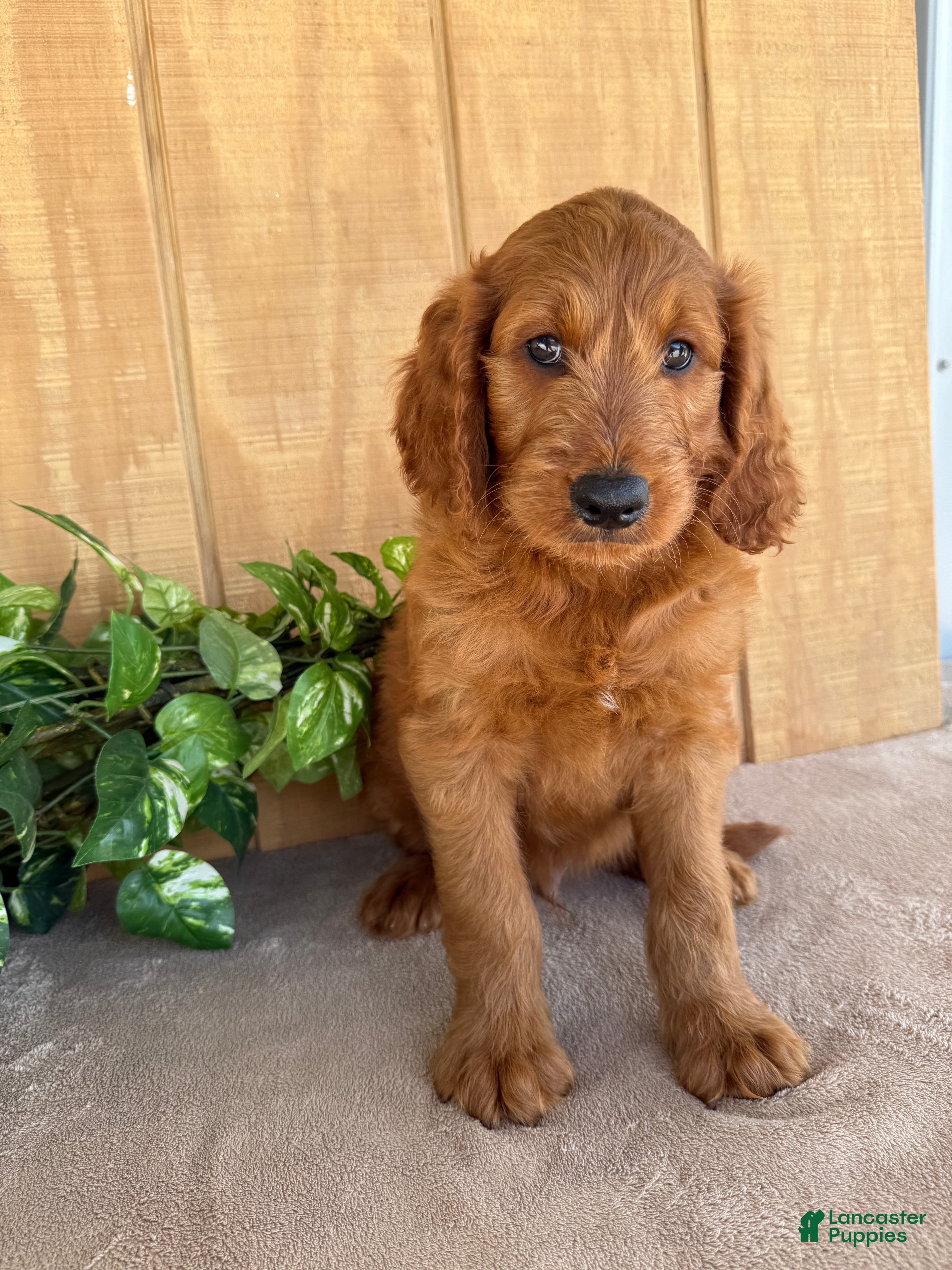 Goldendoodle dogs Gavin - Ad 1