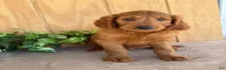 Goldendoodle dogs for sale: Gavin - Ad 1