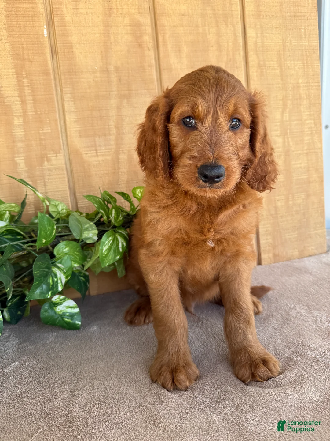 Goldendoodle dogs for sale: Gavin - Ad 1