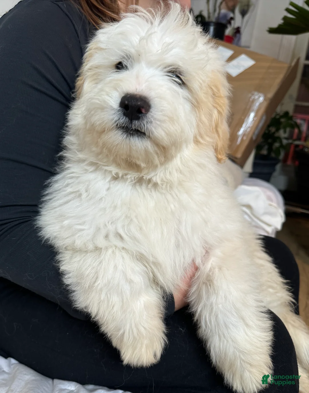Goldendoodle dogs for sale: Dean - Ad 3