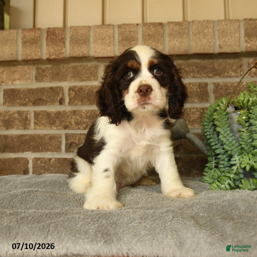 English Cocker Spaniel dogs Jasper - Ad 1