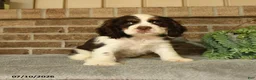 English Cocker Spaniel dogs for sale: Jasper - Ad 1
