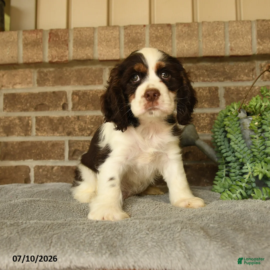 English Cocker Spaniel dogs for sale: Jasper - Ad 1