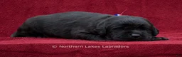 Labrador Retriever dogs for sale: Nelson - Ad 4
