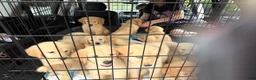 Golden Retriever dogs for sale: Muffin - Ad 4