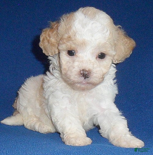 Shihpoo dogs Milo - Ad 1