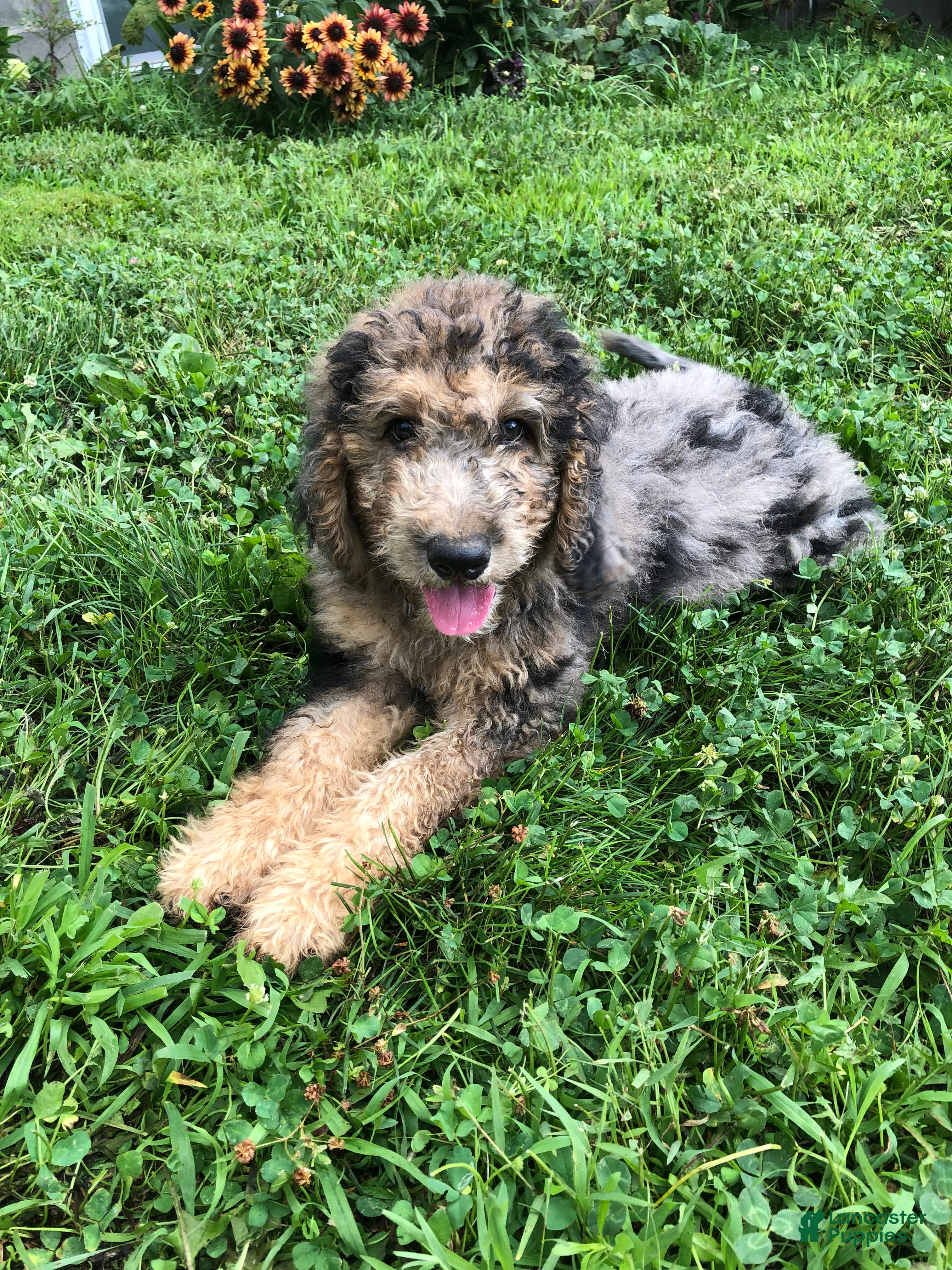 Goldendoodle dogs Buckeye - Ad 1
