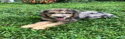 Goldendoodle dogs for sale: Buckeye - Ad 1
