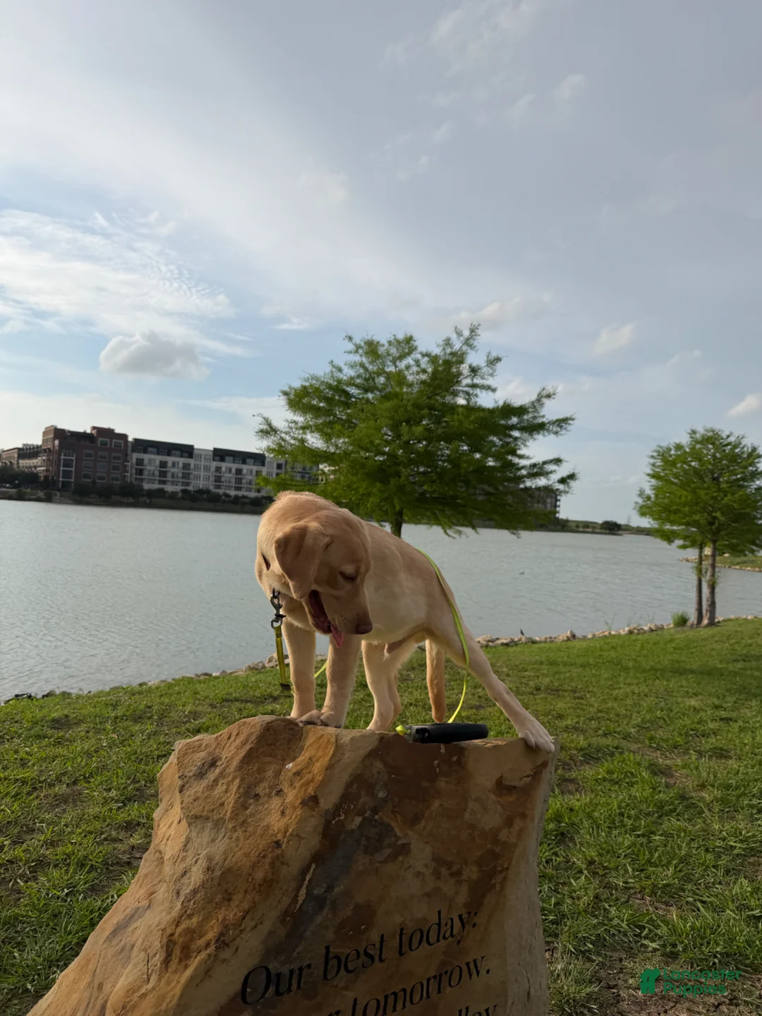 Labrador Retriever dogs for sale: Labrador Retriever Puppy 1 - Ad 1
