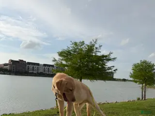 Labrador Retriever dogs Labrador Retriever Puppy 1 - Ad 1