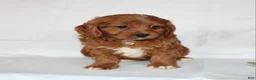 Cavapoo dogs for sale: Candy - Ad 10