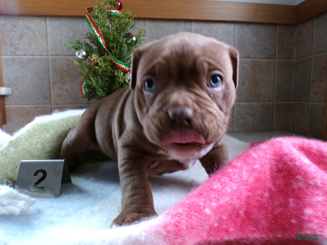 American Bully dogs for sale: American Bully Puppy 2 Sophie - Ad 2