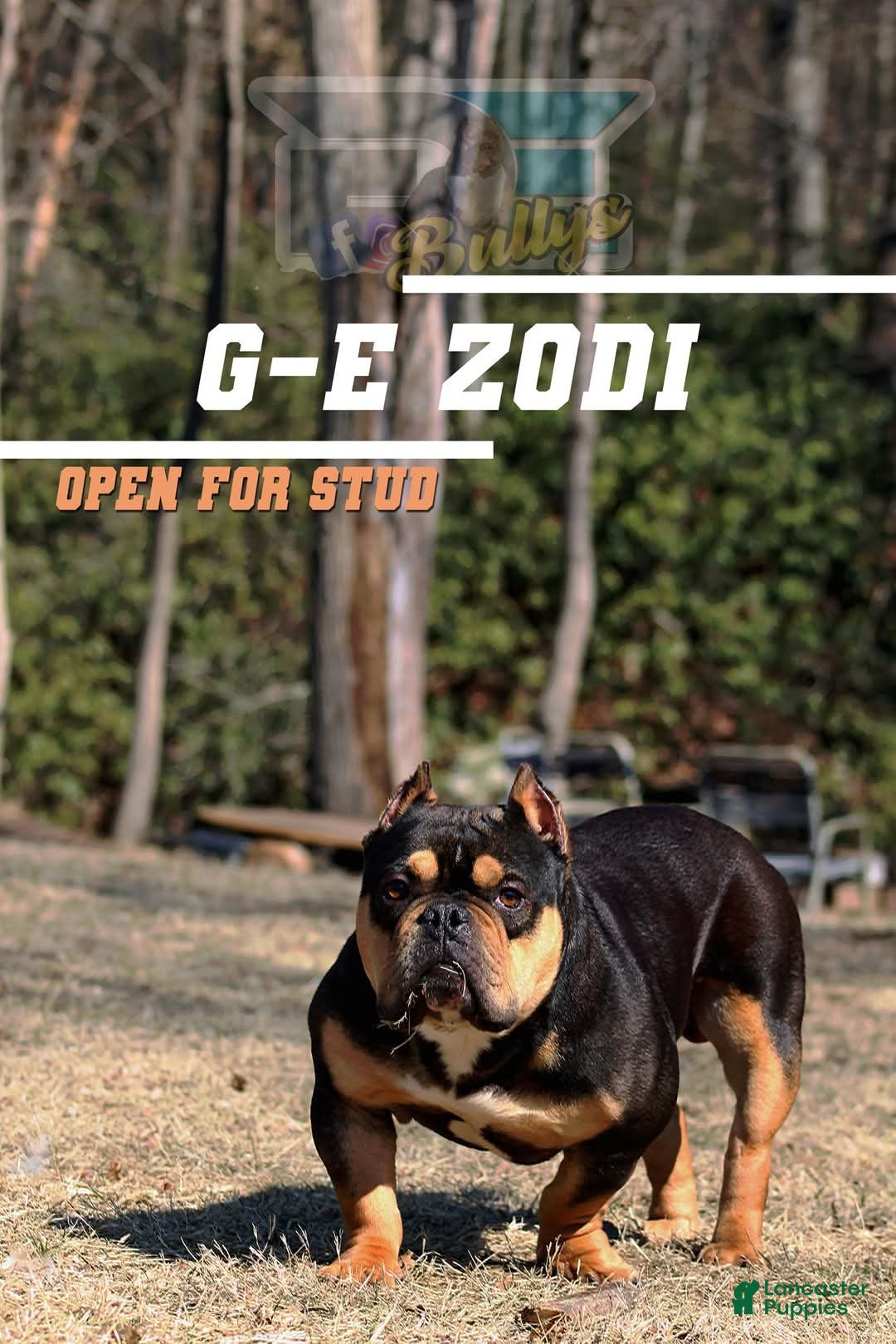 American Bully dogs Stud for sale - Ad 7
