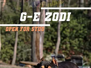 American Bully dogs Stud for sale - Ad 7