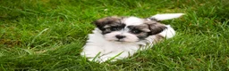 Havanese dogs for sale: Happy - Ad 6