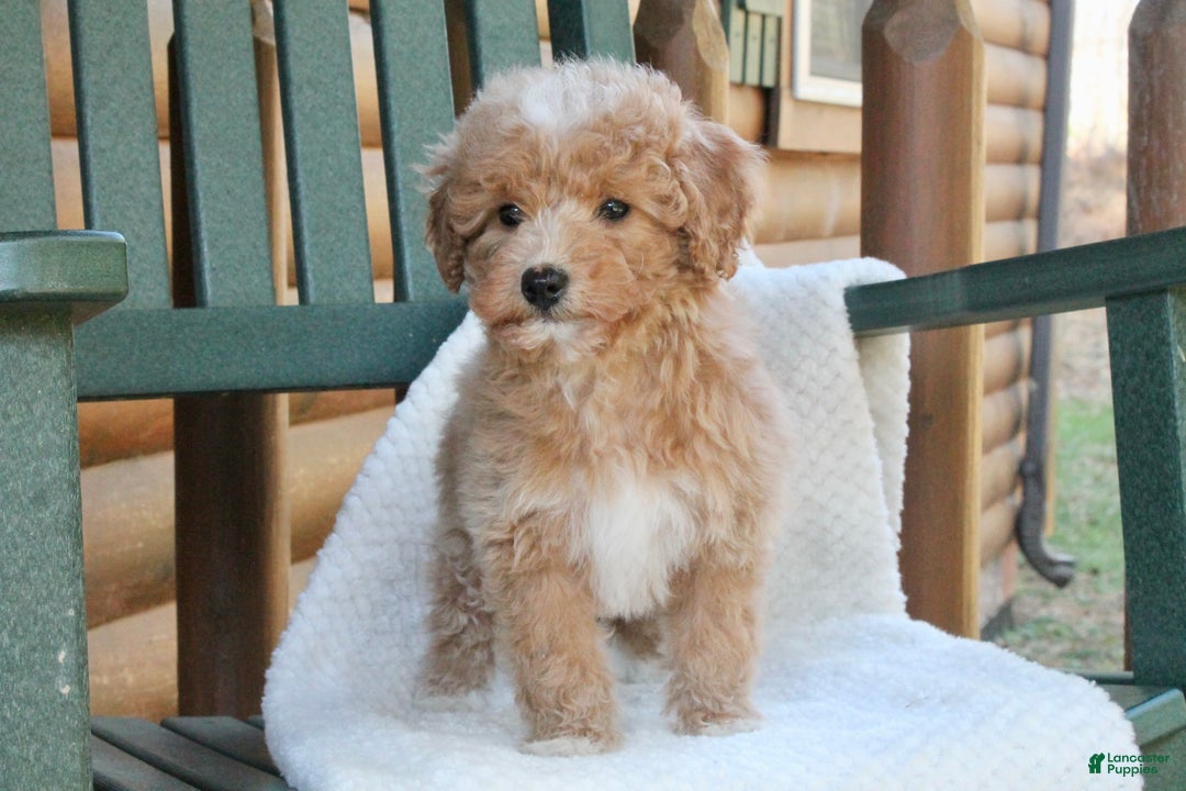 Mini Goldendoodle dogs for sale: Sugar - Ad 2