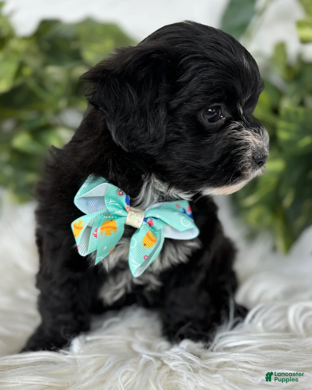 Morkie dogs for sale: Prince  - Ad 12