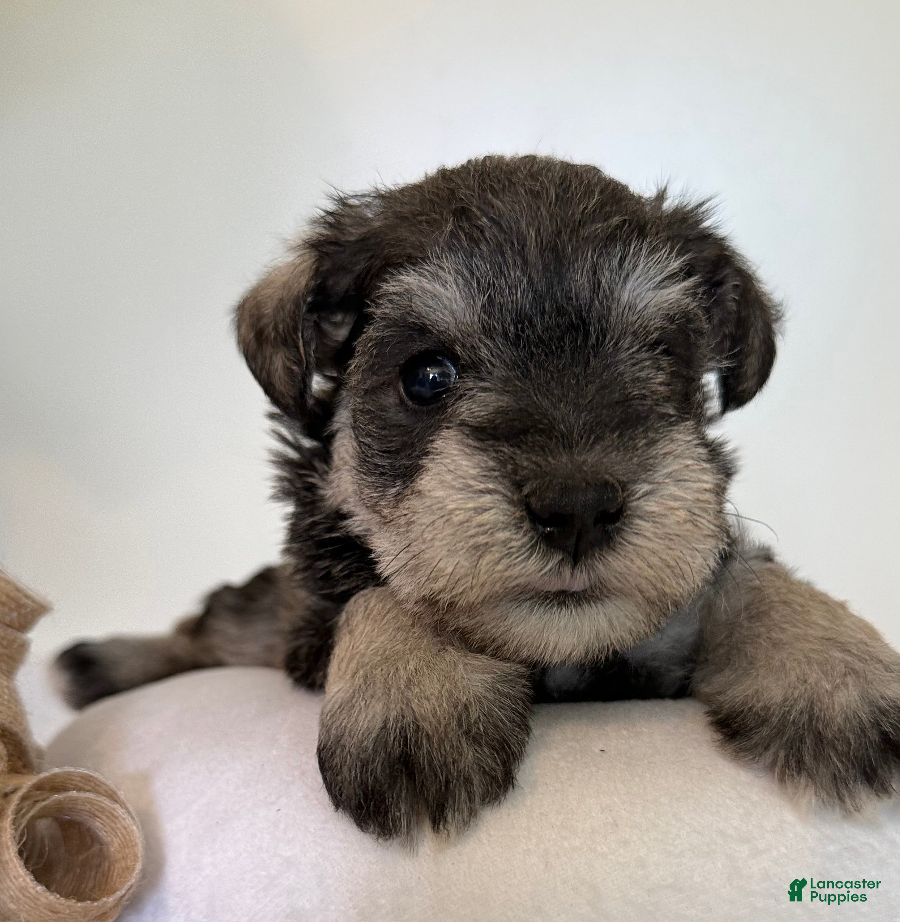 Miniature Schnauzer dogs Jewel Miniature Schnauzer  - Ad 1